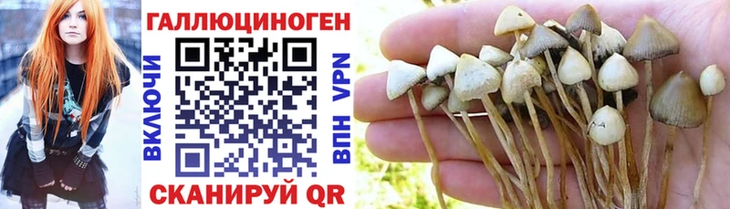 Галлюциногенные грибы Psilocybine cubensis Макаров